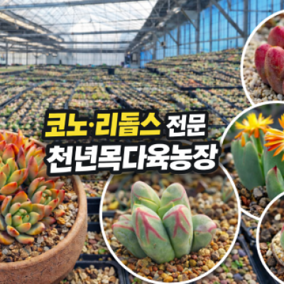 코노리톱스(코노피튬 오로라및 자체에서 새롭게 개발한 품종 다수)
